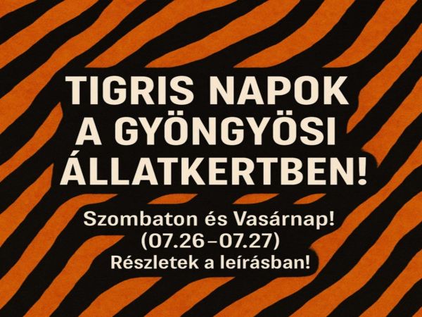 Tigris napok a Gyöngyösi Állatkertben!
